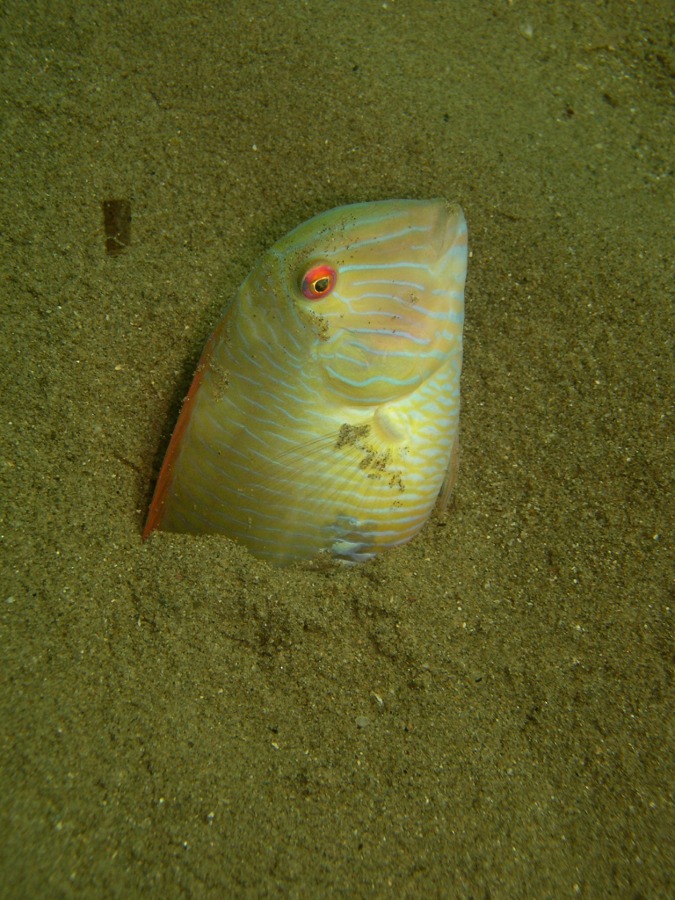 Pesce Pettine (Xyrichtys novacula)