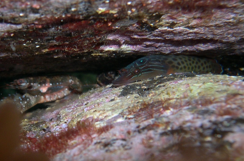 Due succiascogli: Lepadogaster lepadogaster e L. candolii