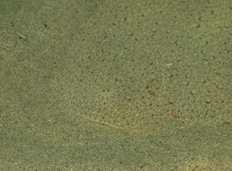 Scophthalmus rhombus
