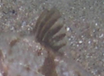 juvenile Umbrina cirrosa