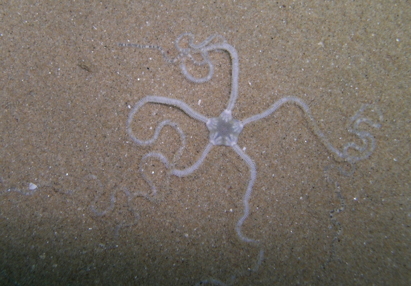 Amphiura brachiata