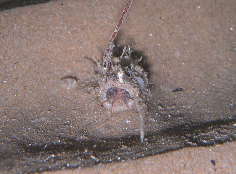 Diopatra neapolitana??