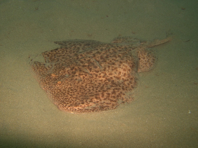 Torpedo marmorata