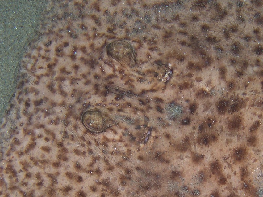 Torpedo marmorata