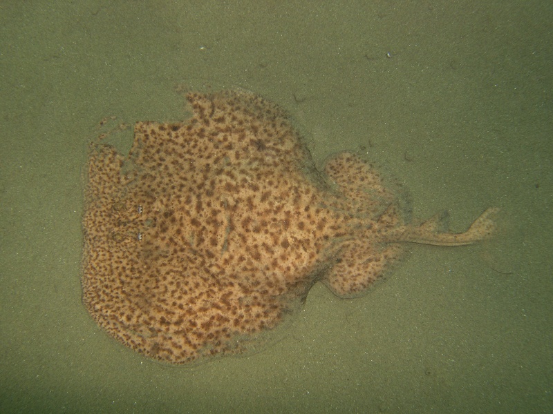 Torpedo marmorata