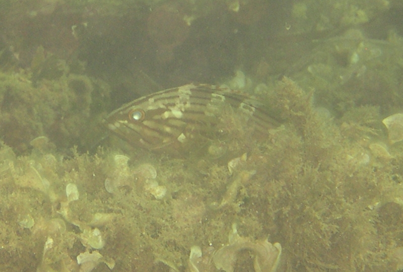 Giovane di dotto (Epinephelus costae)