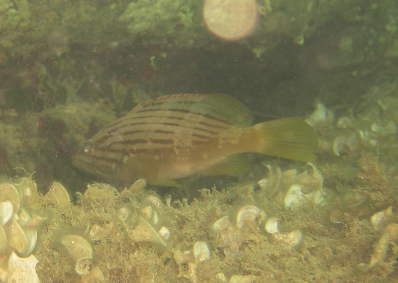 Giovane di dotto (Epinephelus costae)