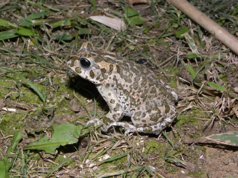 rospetti in giardino