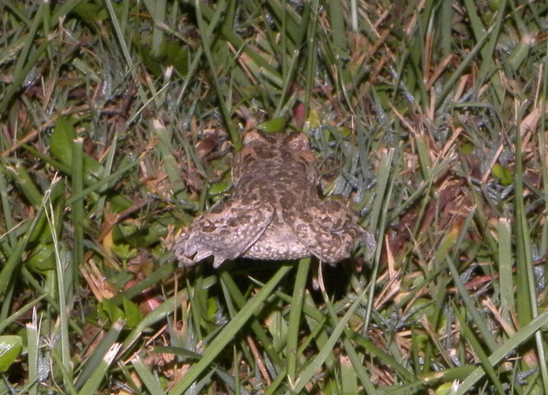 rospetti in giardino