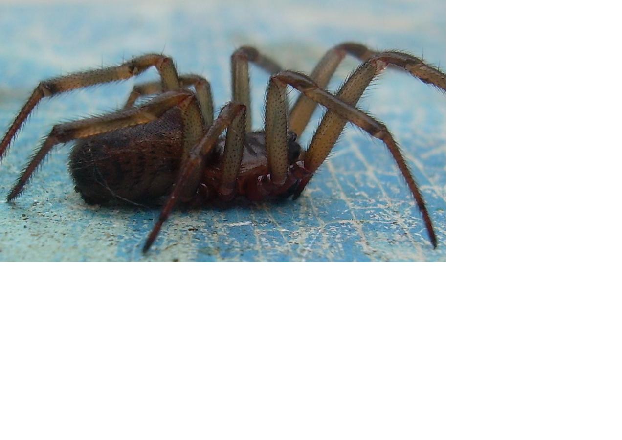 Steatoda nobilis
