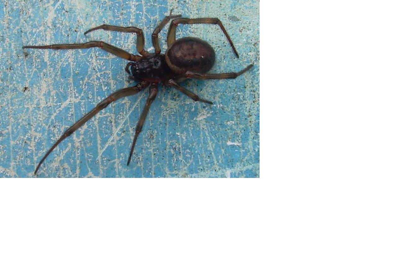 Steatoda nobilis