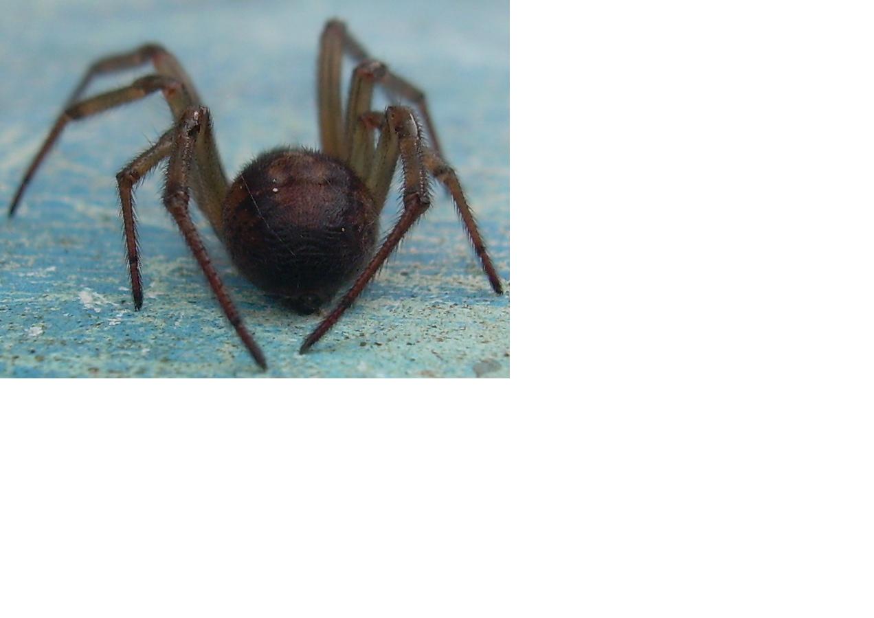 Steatoda nobilis