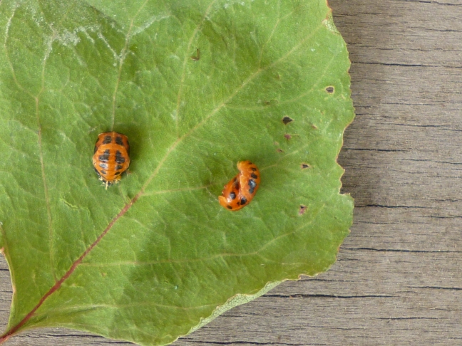 Pupe di Coccinellidae o Chrysomelidae?
