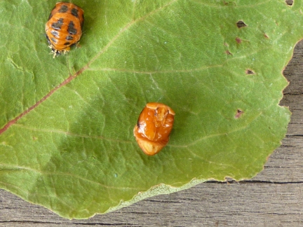 Pupe di Coccinellidae o Chrysomelidae?