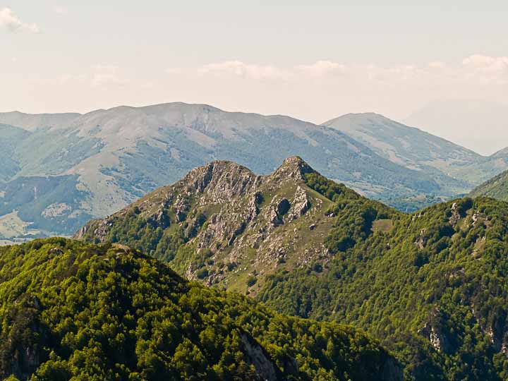 Camoscio d''Abruzzo Rupicapra pyrenaica ornata