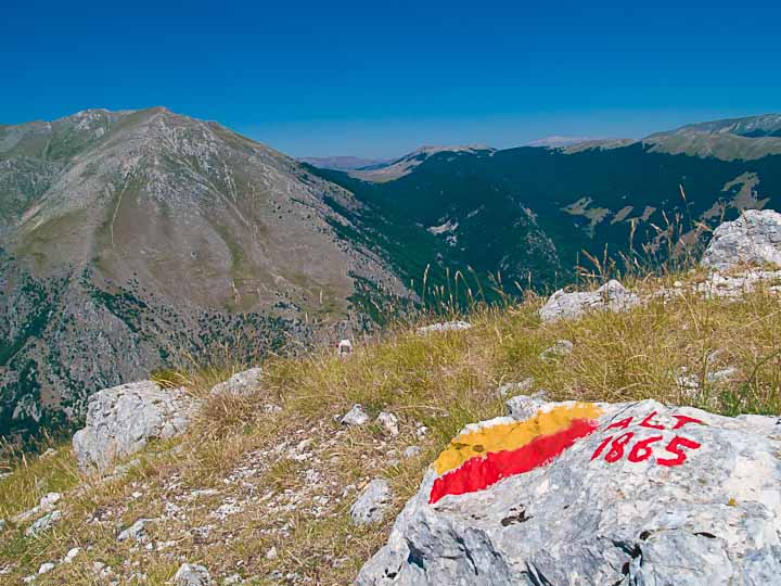Camoscio d''Abruzzo Rupicapra pyrenaica ornata