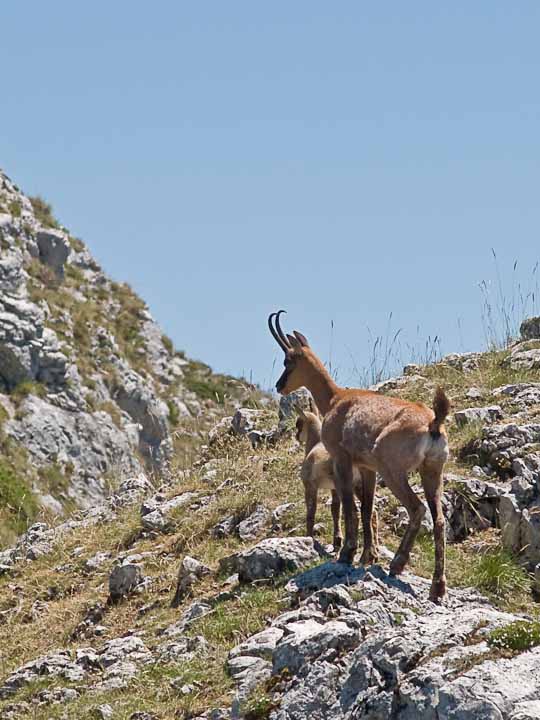 Camoscio d''Abruzzo Rupicapra pyrenaica ornata