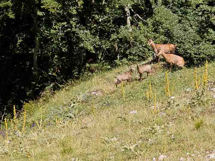 Camoscio d''Abruzzo Rupicapra pyrenaica ornata