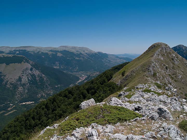 Camoscio d''Abruzzo Rupicapra pyrenaica ornata