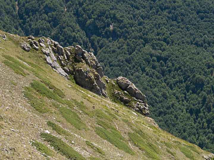 Camoscio d''Abruzzo Rupicapra pyrenaica ornata