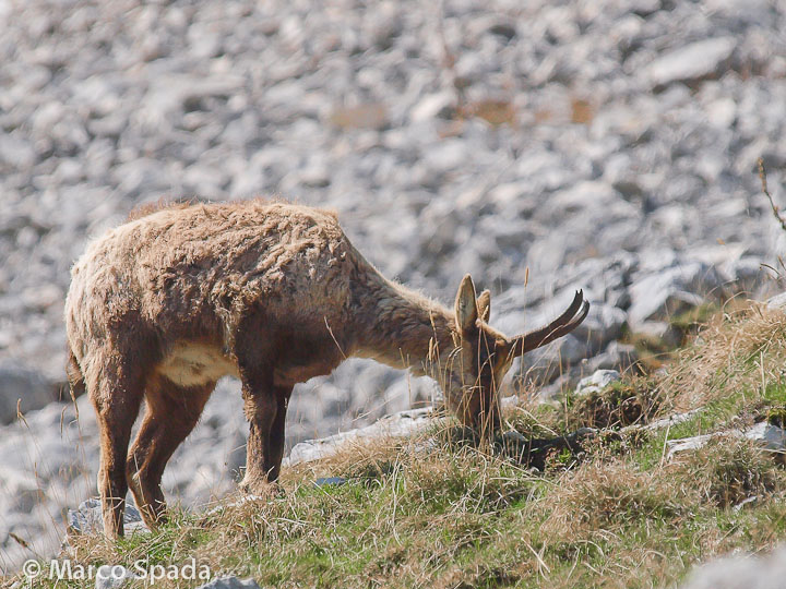 Camoscio d''Abruzzo Rupicapra pyrenaica ornata