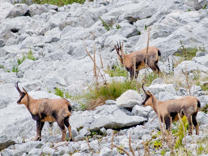 Camoscio d''Abruzzo Rupicapra pyrenaica ornata