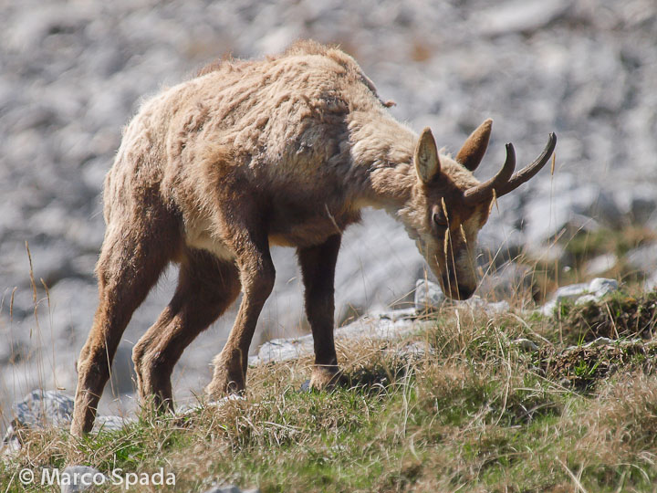 Camoscio d''Abruzzo Rupicapra pyrenaica ornata