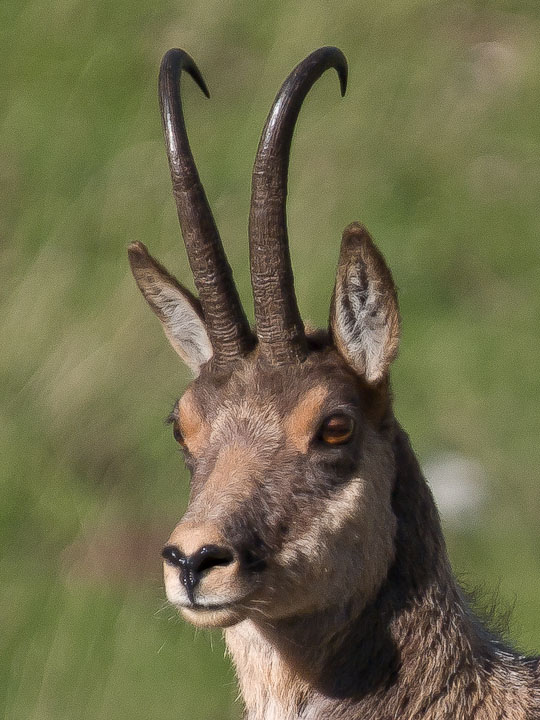 Camoscio d''Abruzzo Rupicapra pyrenaica ornata