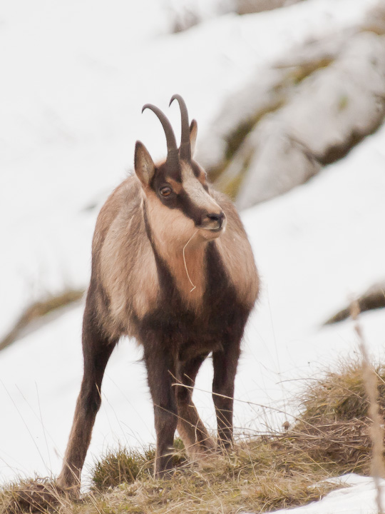 Camoscio d''Abruzzo Rupicapra pyrenaica ornata