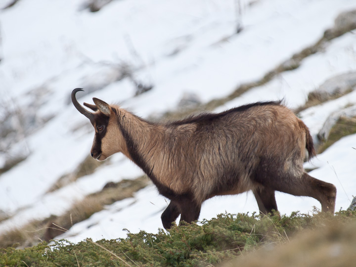 Camoscio d''Abruzzo Rupicapra pyrenaica ornata