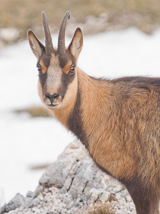 Camoscio d''Abruzzo Rupicapra pyrenaica ornata