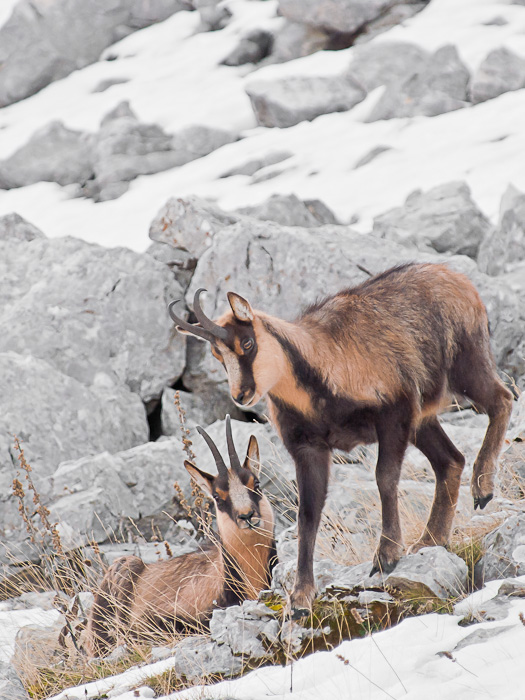 Camoscio d''Abruzzo Rupicapra pyrenaica ornata