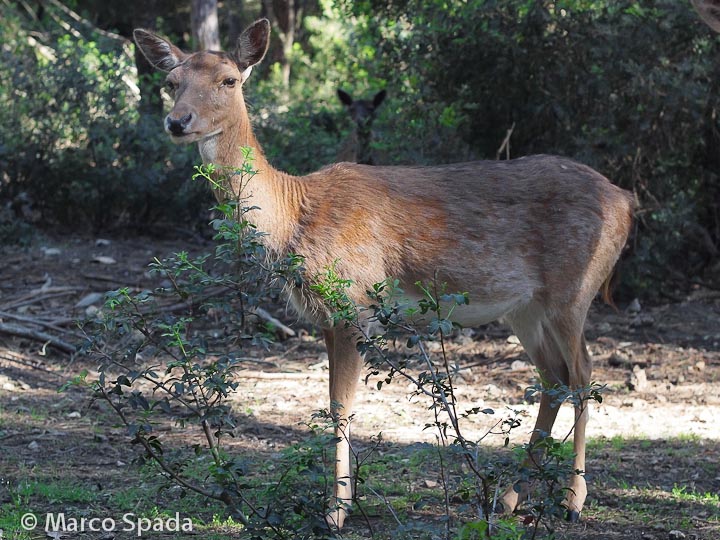 Daini della duna feniglia