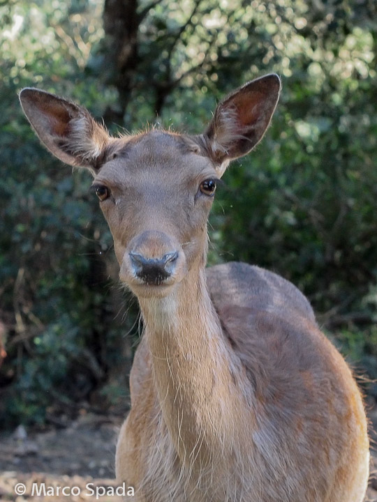 Daini della duna feniglia