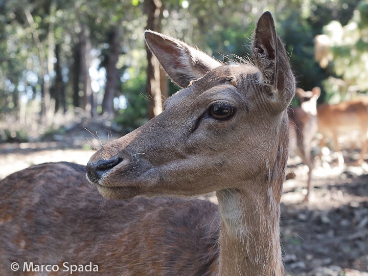 Daini della duna feniglia