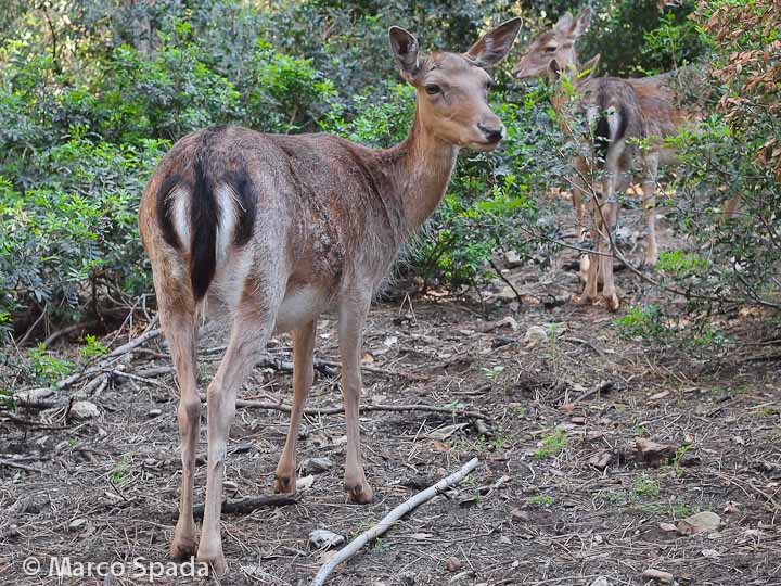 Daini della duna feniglia
