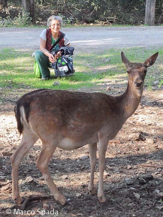 Daini della duna feniglia