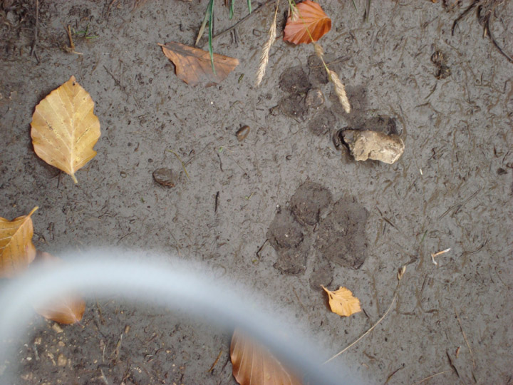 La lince nell'' Appennino centrale
