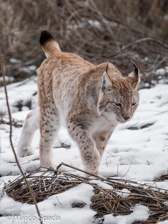 La lince nell'' Appennino centrale