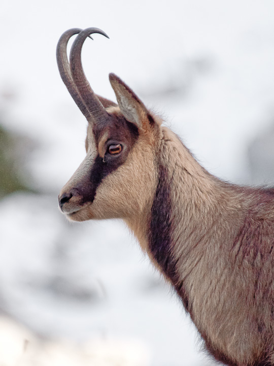 Camoscio d''Abruzzo Rupicapra pyrenaica ornata