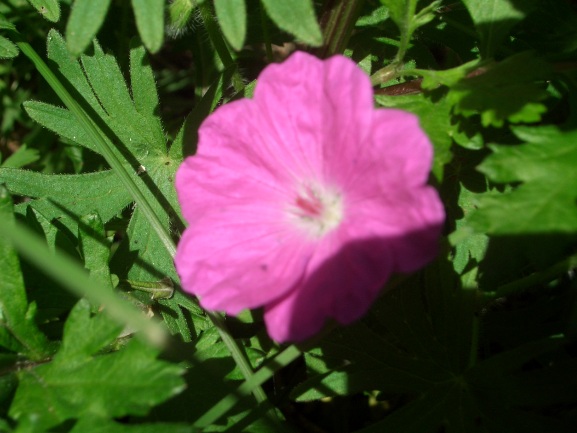 Geranium sanguineum