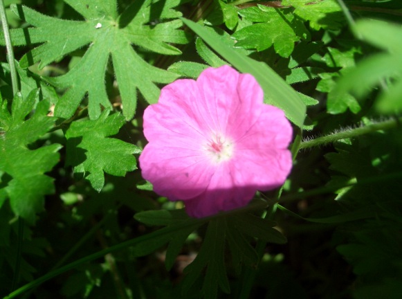 Geranium sanguineum
