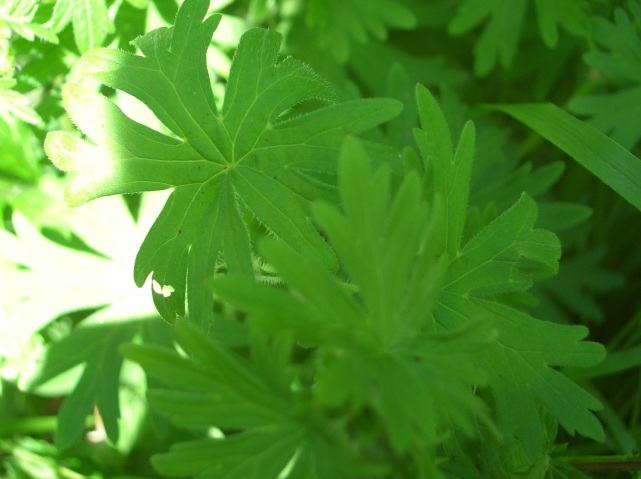 Geranium sanguineum