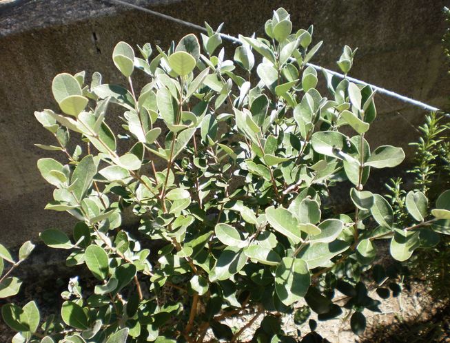 pianta da determinare - Acca sellowiana