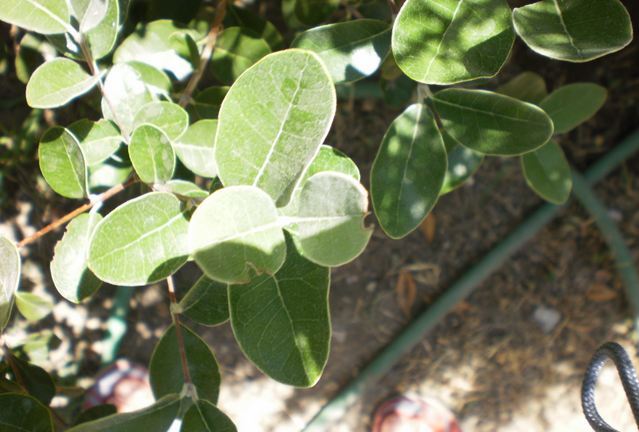 pianta da determinare - Acca sellowiana