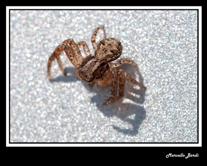 Xysticus sp.