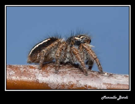 Philaeus chrysops con livrea atipica