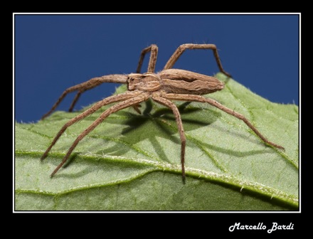 Pisaura sp.