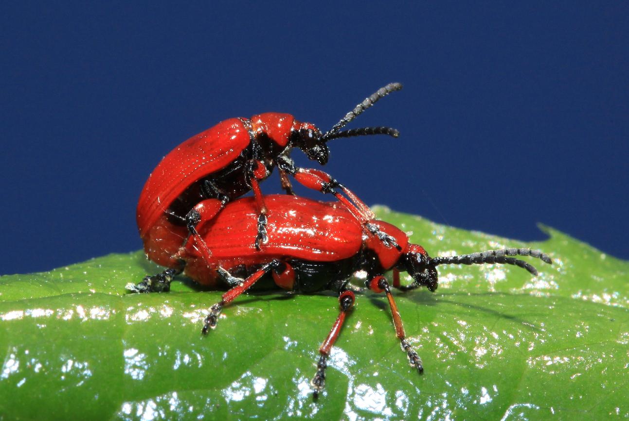 Identificazione: Lilioceris cf.  scheideri