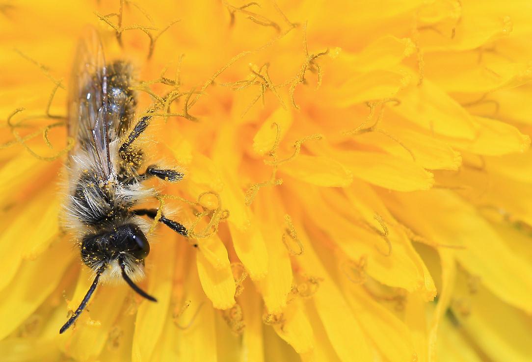 maschio di Andrena sp.